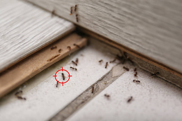 Best Bed Bug Extermination  in Great Bend, KS