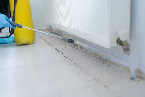 Best Flea Control Services  in Great Bend, KS